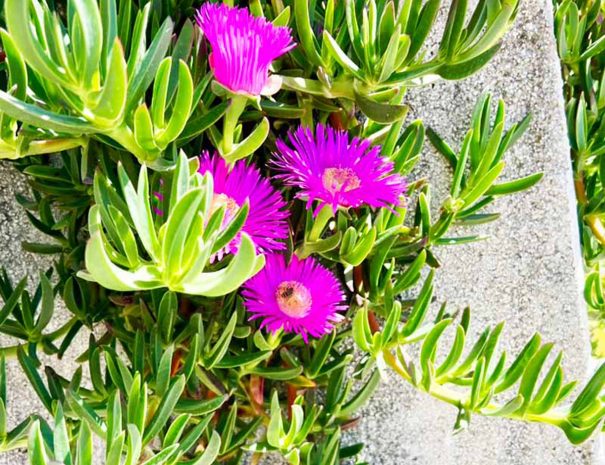 croatia-holiday-apartment-garden